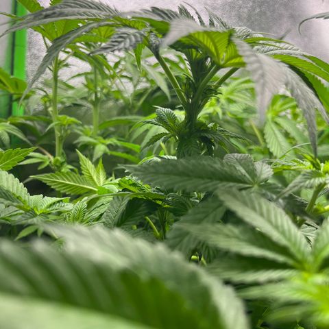 Blueberry OG growlog timeline photo