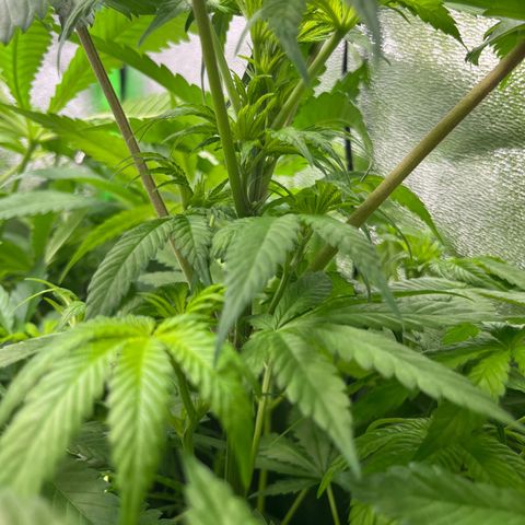 Blueberry OG growlog timeline photo