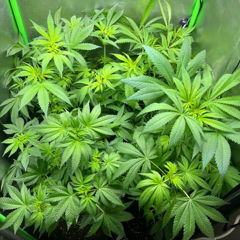 Blueberry OG growlog timeline photo