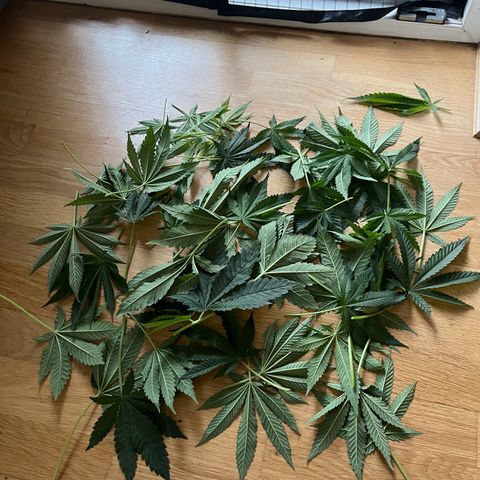 Blueberry OG growlog timeline photo