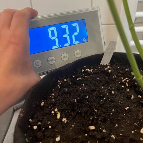 Blueberry OG growlog timeline photo