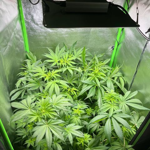 Blueberry OG growlog timeline photo