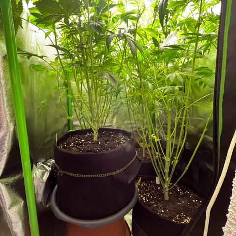 Blueberry OG growlog timeline photo