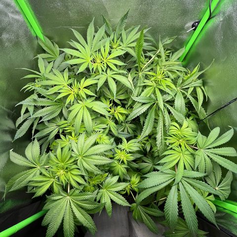 Blueberry OG growlog timeline photo