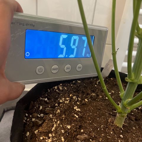 Blueberry OG growlog timeline photo