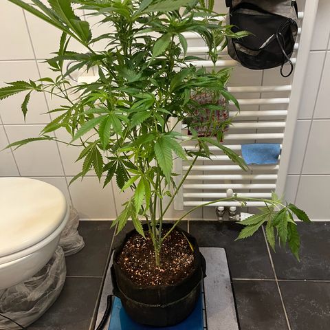 Blueberry OG growlog timeline photo
