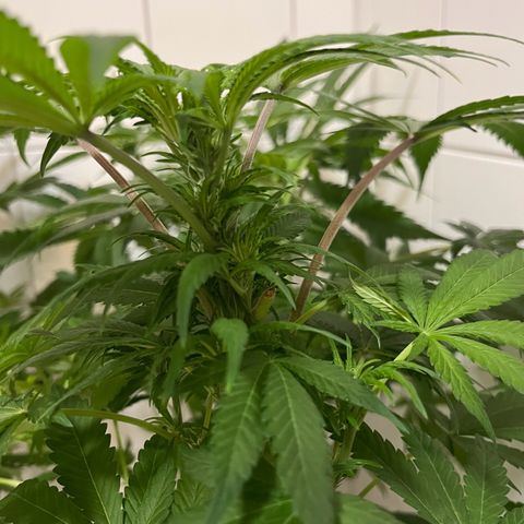 Blueberry OG growlog timeline photo