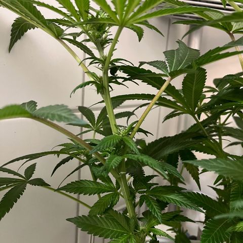 Blueberry OG growlog timeline photo