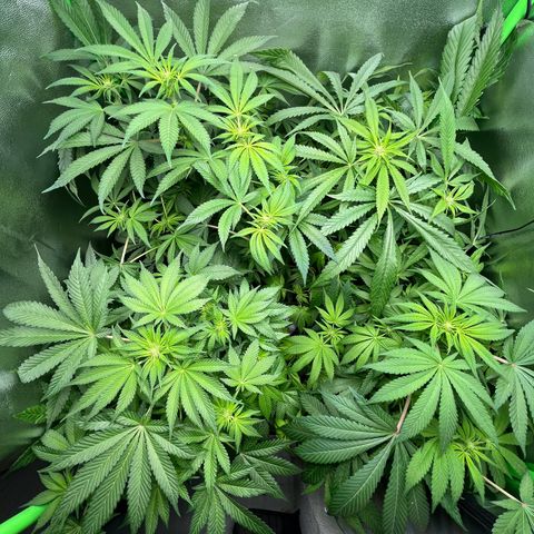 Blueberry OG growlog timeline photo