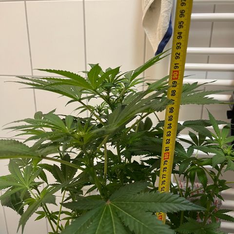 Blueberry OG growlog timeline photo