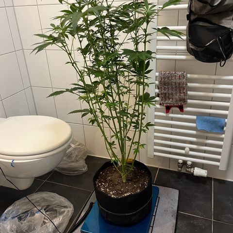 Blueberry OG growlog timeline photo