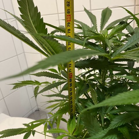 Blueberry OG growlog timeline photo