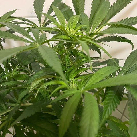 Blueberry OG growlog timeline photo