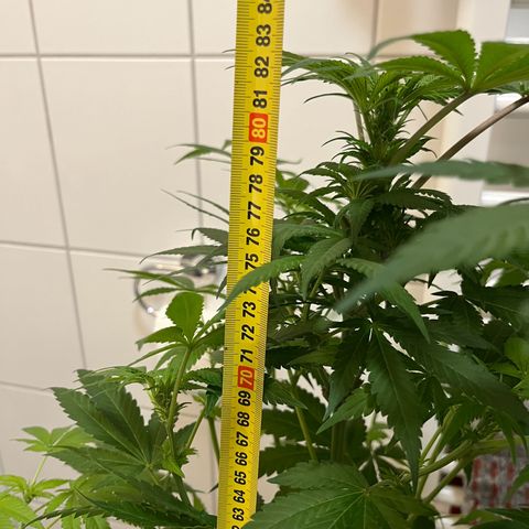 Blueberry OG growlog timeline photo