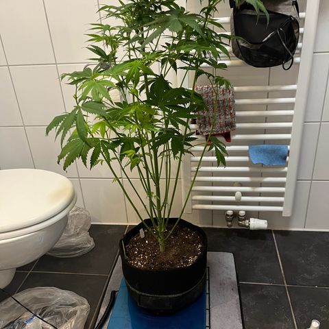 Blueberry OG growlog timeline photo