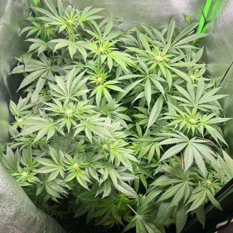 Blueberry OG growlog timeline photo