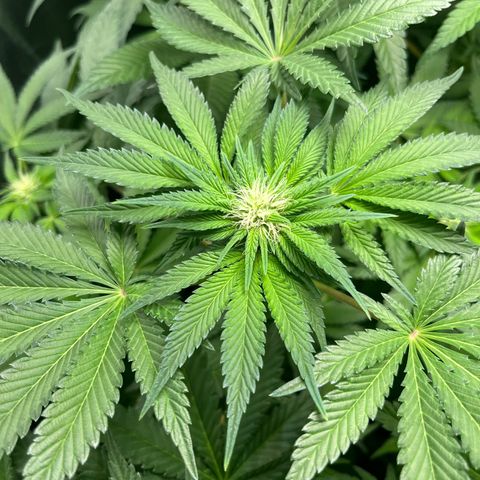 Blueberry OG growlog timeline photo