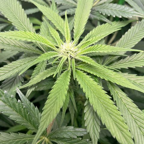 Blueberry OG growlog timeline photo