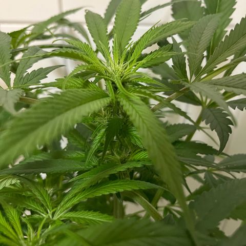 Blueberry OG growlog timeline photo