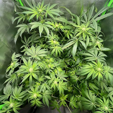 Blueberry OG growlog timeline photo