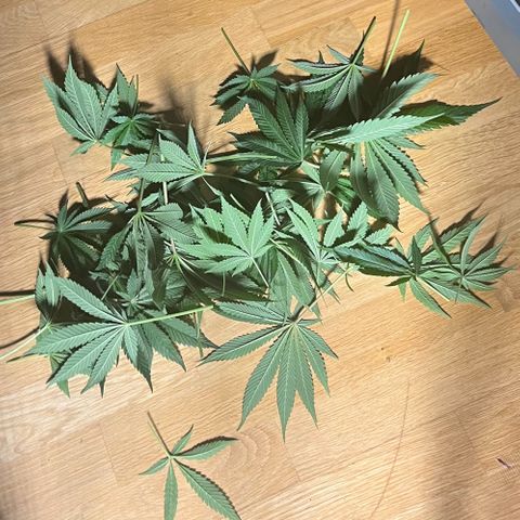 Blueberry OG growlog timeline photo