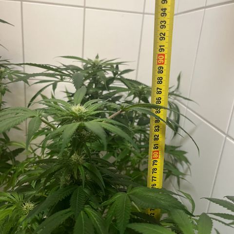 Blueberry OG growlog timeline photo