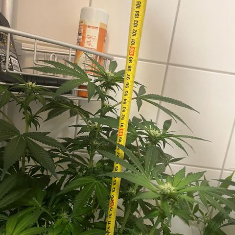Blueberry OG growlog timeline photo