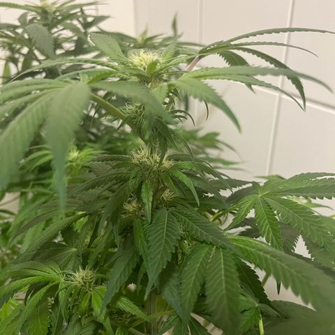 Blueberry OG growlog timeline photo