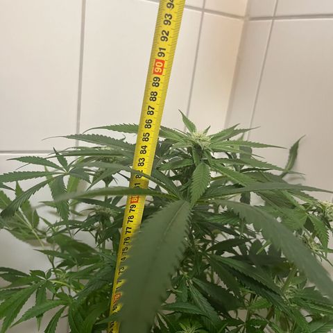 Blueberry OG growlog timeline photo