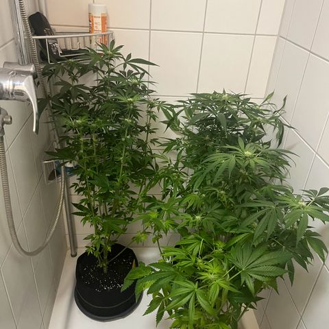 Blueberry OG growlog timeline photo