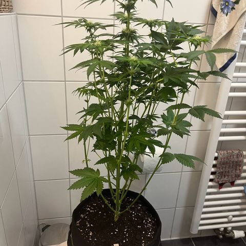Blueberry OG growlog timeline photo