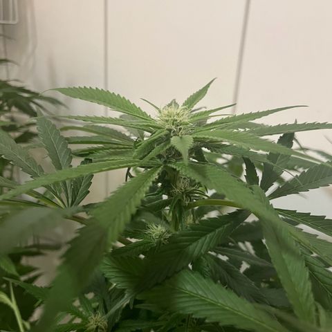 Blueberry OG growlog timeline photo