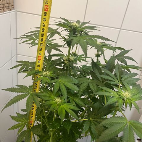 Blueberry OG growlog timeline photo