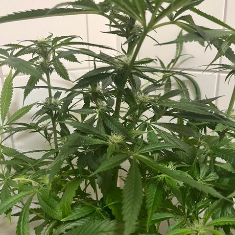 Blueberry OG growlog timeline photo