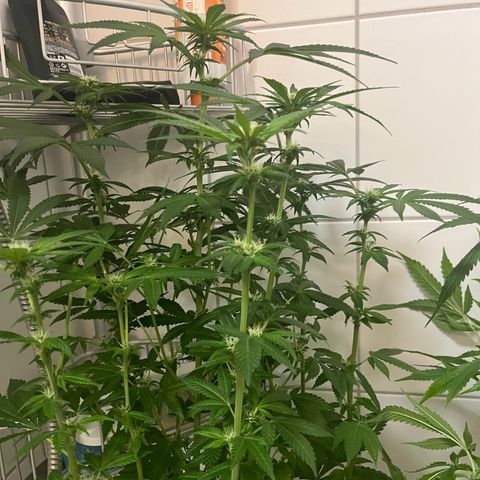 Blueberry OG growlog timeline photo