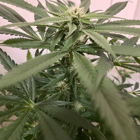 Blueberry OG growlog timeline photo