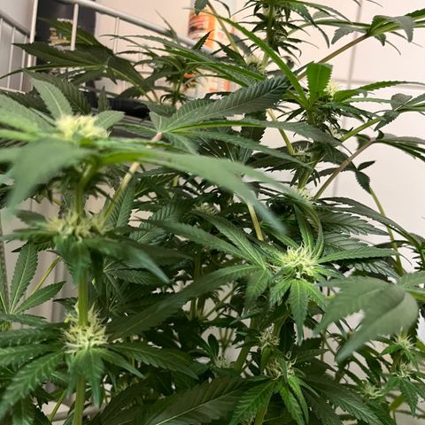 Blueberry OG growlog timeline photo