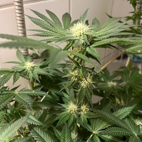 Blueberry OG growlog timeline photo