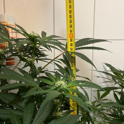 Blueberry OG growlog timeline photo