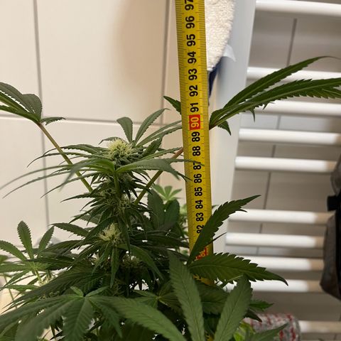 Blueberry OG growlog timeline photo