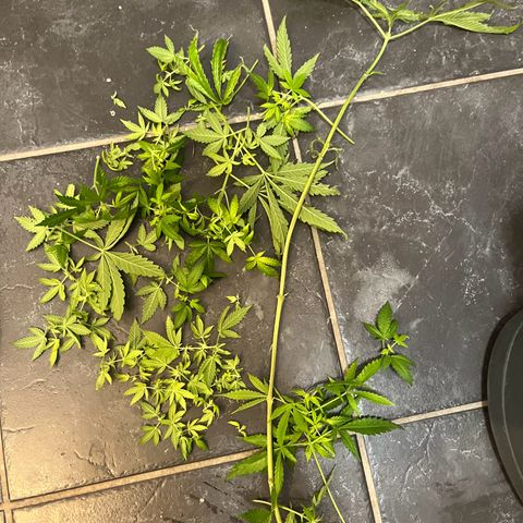Blueberry OG growlog timeline photo