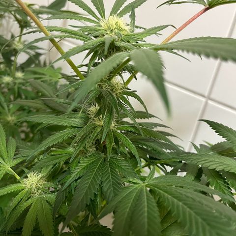 Blueberry OG growlog timeline photo
