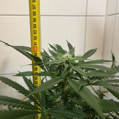 Blueberry OG growlog timeline photo
