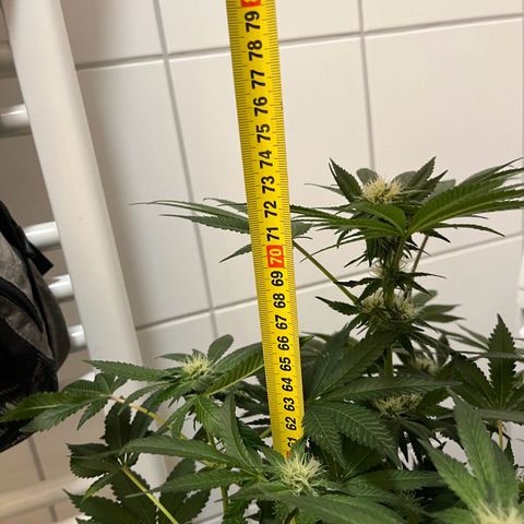 Blueberry OG growlog timeline photo