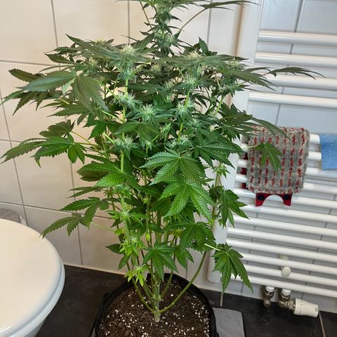 Blueberry OG growlog timeline photo