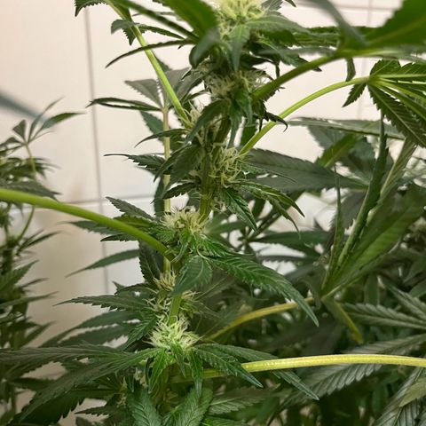 Blueberry OG growlog timeline photo