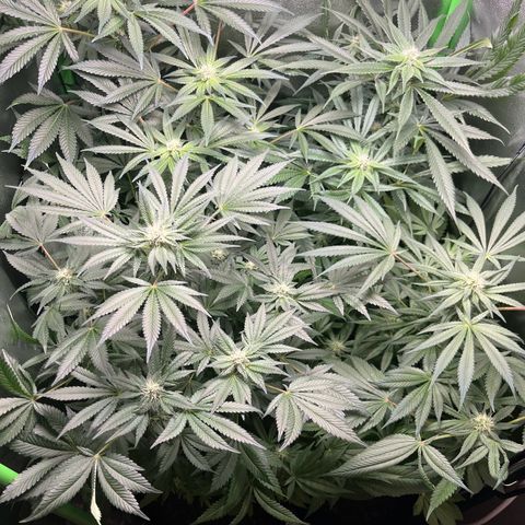 Blueberry OG growlog timeline photo