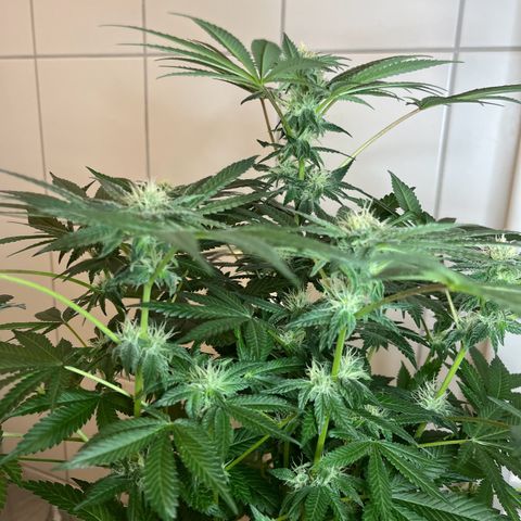 Blueberry OG growlog timeline photo