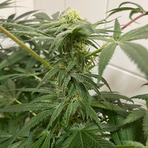 Blueberry OG growlog timeline photo