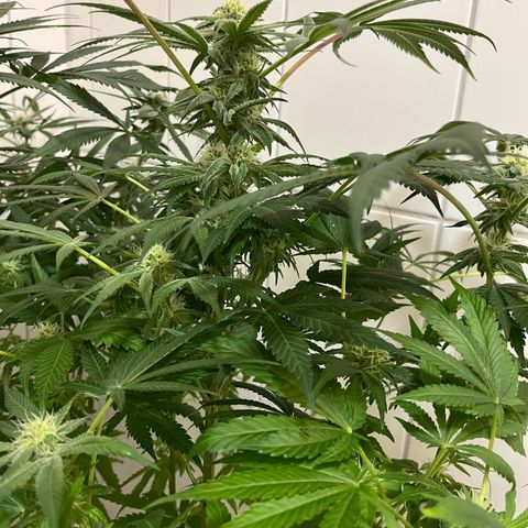 Blueberry OG growlog timeline photo